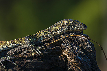 Nile Monitor (Varanus niloticus), Chobe National Park, Botswana.