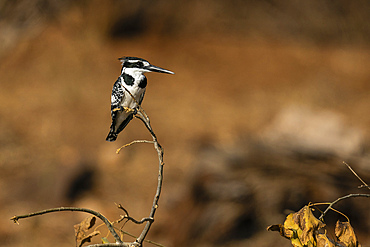 Pied Kingfisher (Ceryle rudis) perching on a tree branch, Chobe National Park, Botswana.