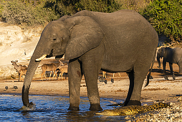 An African elephant (Loxodonta africana) drinking close to a Nile crocodile (Crocodilus niloticus), Chobe National Park, Botswana.