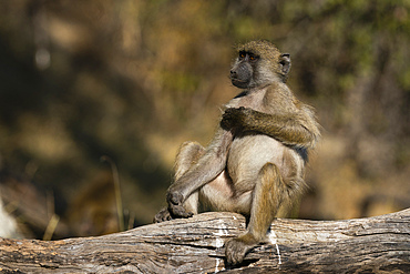 Chacma Baboon (Papio hamadryas) on a tree branch, Chobe National Park, Botswana.