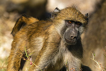 Chacma Baboon (Papio hamadryas), Chobe National Park, Botswana.