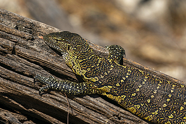 Nile Monitor (Varanus niloticus), Chobe National Park, Botswana.