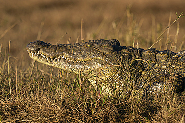 Nile Crocodile (Crocodylus niloticus) resting on river bank, Chobe National Park, Botswana.