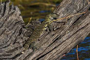 Nile Monitor (Varanus niloticus), Chobe National Park, Botswana.