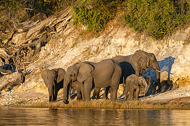 African elephants (Loxodonta africana) and cub on Chobe river bank, Chobe National Park, Botswana.