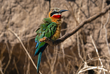 White-fronted bee-eater (Merops bullockoides) perchiong on a branch, Chobe National Park, Botswana.