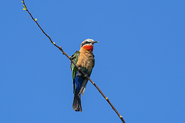 White-fronted bee-eater (Merops bullockoides) perchiong on a branch, Chobe National Park, Botswana.