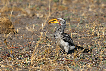 Yellow-billed Hornbill (Tockus flavirostris), Savuti, Chobe National Park, Botswana.