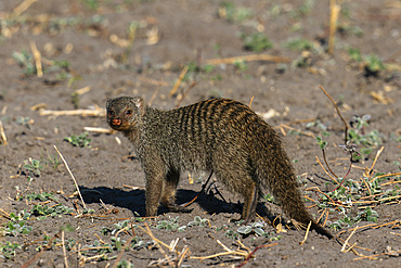 Banded mongoose (Mungos mungos) looking at the camera, Savuti, Chobe National Park, Botswana.