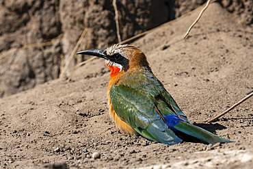 White-fronted bee-eater (Merops bullockoides), Chobe National Park, Botswana.