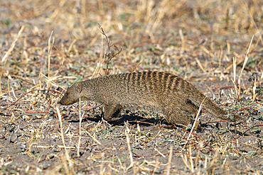 Banded mongoose (Mungos mungos), Savuti, Chobe National Park, Botswana.