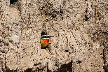 White-fronted bee-eater (Merops bullockoides) in the nest, Chobe National Park, Botswana.