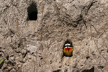 White-fronted bee-eater (Merops bullockoides) in the nest, Chobe National Park, Botswana.