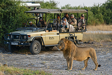 Tourists in a safari vehicle watching a lion (Panthera leo), Savuti, Chobe National Park, Botswana.