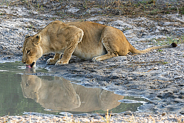 A lioness (Panthera leo) drinking, Savuti, Chobe National Park, Botswana.