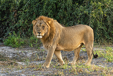 Lion (Panthera leo), Savuti, Chobe National Park, Botswana.