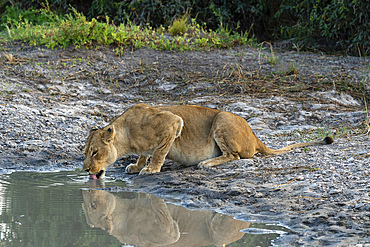 A lioness (Panthera leo) drinking, Savuti, Chobe National Park, Botswana.