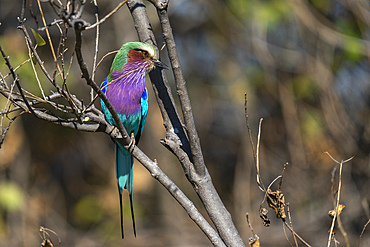 Lilac-breasted Roller (Coracias caudata), Khwai Concession, Okavango Delta, Botswana.