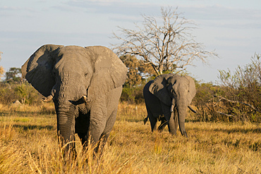 African elephants (Loxodonta africana) walking in the savannah, Khwai Concession, Okavango Delta, Botswana.