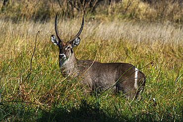 Male waterbuck (Kobus ellipsiprymnus), Khwai Concession, Okavango Delta, Botswana.