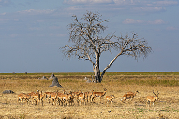 Impalas (Aepyceros melampus) in Mababe Plain, Chobe National Park, Botswana.