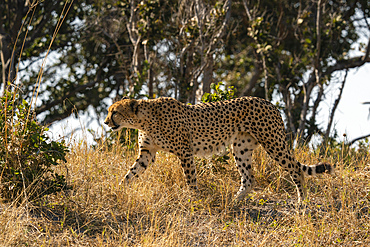 Cheetah (Acinonyx jubatus) walking, Savuti, Chobe National Park, Botswana.