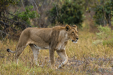 Lioness (Panthera leo) walking, Savuti, Chobe National Park, Botswana.