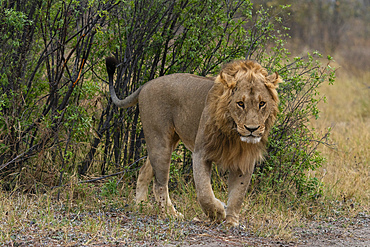 Lion (Panthera leo) looking at the camera, Savuti, Chobe National Park, Botswana.