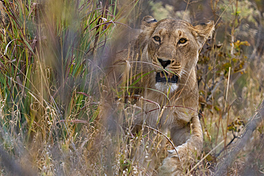 Lioness (Panthera leo) walking in the tall grass, Savuti, Chobe National Park, Botswana.