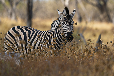 Plains zebra (Equus quagga) walking in tall grass, Khwai Concession, Okavango Delta, Botswana.