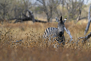 Plains zebra (Equus quagga) walking in tall grass, Khwai Concession, Okavango Delta, Botswana.