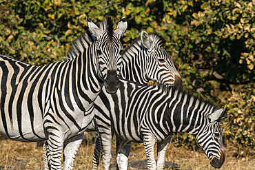 Plains zebras (Equus quagga), Khwai Concession, Okavango Delta, Botswana.