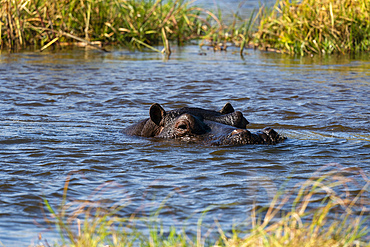 Hippopotamus (Hippopotamus amphibius), Khwai Concession, Okavango Delta, Botswana.