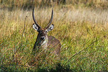 Male waterbuck (Kobus ellipsiprymnus), Khwai Concession, Okavango Delta, Botswana.