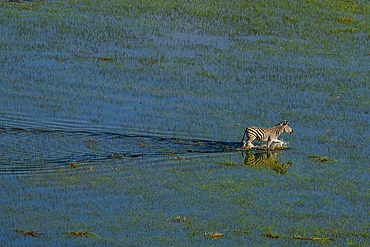 Aerial view of a plains zebra (Equus quagga) walking in the Okavango Delta, Botswana.