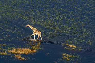 Aerial view of a giraffe (Giraffa camelopardalis) walking in the Okavango Delta, Botswana.