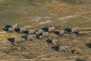 Aerial view of African elephants (Loxodonta africana) walking in the Okavango Delta, Botswana.