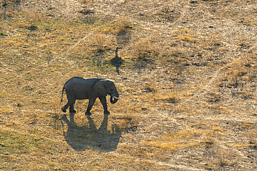 Aerial view of an African elephant (Loxodonta africana) walking in the Okavango Delta, Botswana.