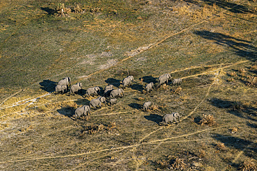 Aerial view of African elephants (Loxodonta africana) walking in the Okavango Delta, Botswana.