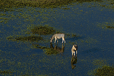 Aerial view of plains zebras (Equus quagga) grazing in the Okavango Delta, Botswana.