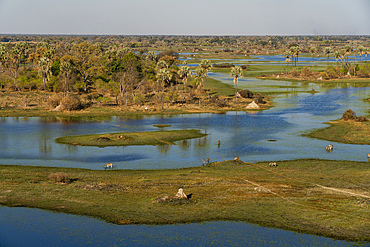 Aerial view of plains zebras (Equus quagga) grazing in the Okavango Delta, Botswana.