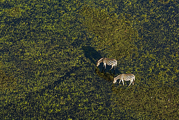 Aerial view of plains zebras (Equus quagga) grazing in the Okavango Delta, Botswana.