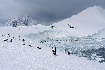 Gentoo penguins (Pygoscelis papua), Petermann Island, Antarctica, Polar Regions