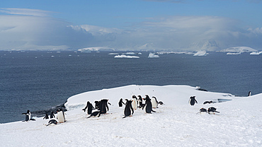 Gentoo penguins (Pygoscelis papua), Petermann Island, Antarctica, Polar Regions