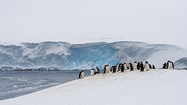 Gentoo penguin colony (Pygoscelis papua), Damoy Point, Wiencke Island, Antarctica, Polar Regions