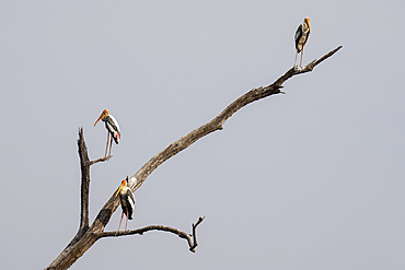 Painted Stork (Mycteria leucocephala), Bandhavgarh National Park, Madhya Pradesh, India, Asia