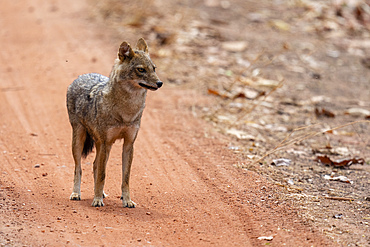 Asiatic Jackal (Canis Aureus), Bandhavgarh National Park, Madhya Pradesh, India, Asia