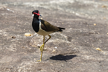 Red-wattled Lapwing (Vanellus indicus), Bandhavgarh National Park, Madhya Pradesh, India, Asia