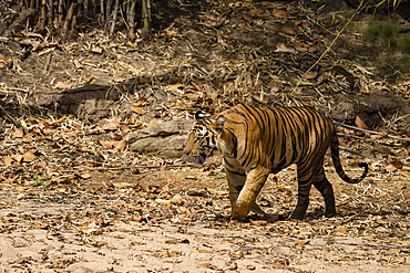 Bengal tiger (Panthera Tigris), Bandhavgarh National Park, Madhya Pradesh, India, Asia