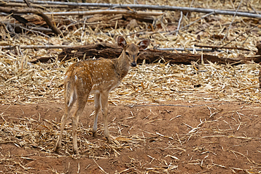 Axis Deer (Cervus axis), Bandhavgarh National Park, Madhya Pradesh, India, Asia